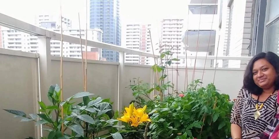 Ban công nhỏ trên tầng 15 vẫn trồng đủ loại rau quả sạch