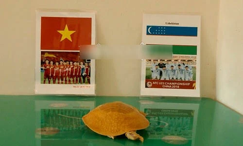 Rùa vàng lại dự đoán kết quả trận đấu U23 Việt Nam và Uzbekistan