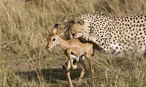 Video: Tưởng được mồi ngon ai ngờ báo đốm phải "bỏ của chạy lấy người"