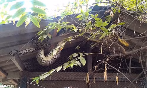 Video: Trăn khổng lồ vặn mình, gà chọi từ trong bụng "chui" ra