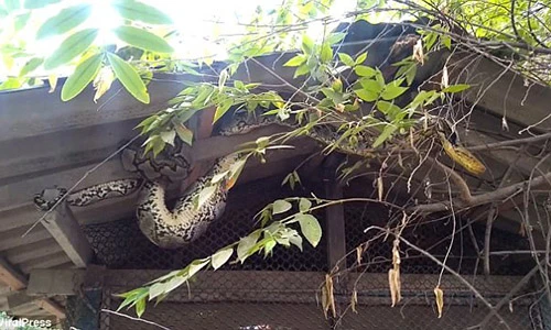 Video: Trăn khổng lồ vặn mình, gà chọi từ trong bụng "chui" ra