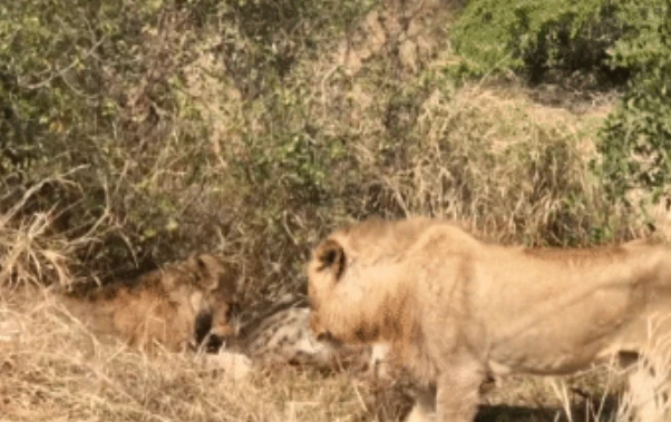 Video: Dòm ngó bữa ăn của đàn sư tử, linh cẩu nhận kết cục bi thảm