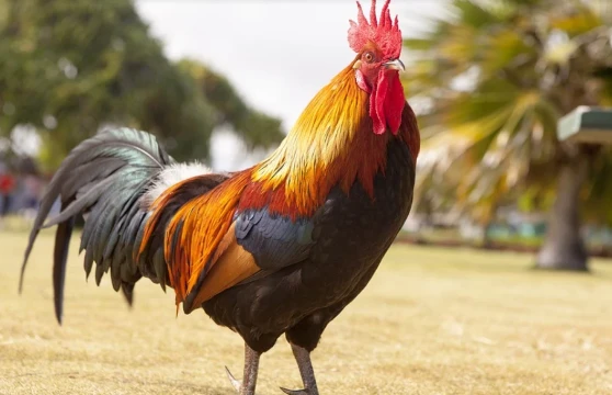 Cuối tháng 6 Âm lịch, con giáp vượt mọi khó khăn, tiền tài rủng rỉnh