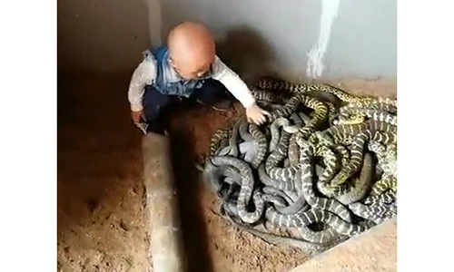 Video: Bé trai chưa biết nói nghịch đàn rắn như đồ chơi ở Trung Quốc