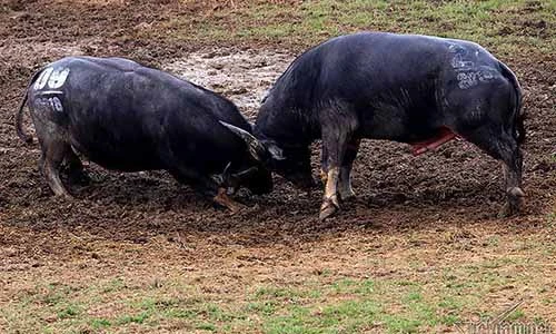 Video: Vào trận chưa được 1 phút, trâu chọi bị húc chết tươi