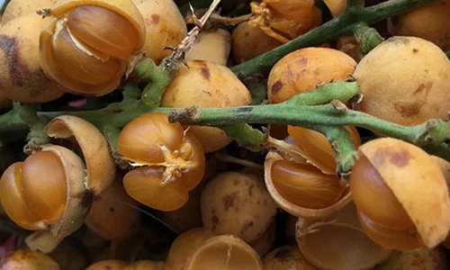 Đeo gùi vào rừng tìm trái "vừa sờ đã bạch": Hái của trời cho