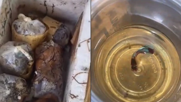 Video: Kỳ tích thùng cá cảnh bị bỏ quên 3 tháng vẫn sống