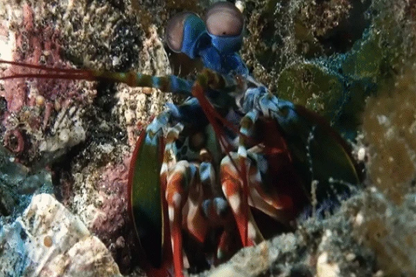 Video: Loài tôm có đôi mắt có thể nhìn thấy tia cực tím