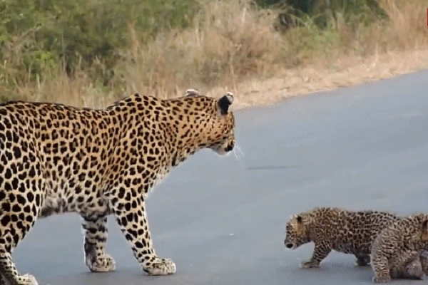 Video: Khoảnh khắc báo mẹ dẫn hai con non vô cùng đáng yêu