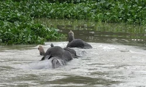 Video: Nước lũ chảy xiết, cuốn trôi cả voi tại Ấn Độ