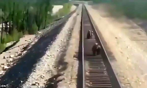 Video: Liều mình cứu con kẹt trên đường ray, gấu mẹ bị tàu hỏa cán chết