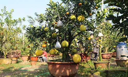 “Siêu” cây 11 loại quả ở Hà Nội: Đại gia Sài thành ra đặt mua