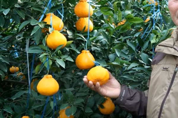 'Chum vàng' trĩu cành, đặc sản lừng lẫy cả nước, gần 1 triệu/kg