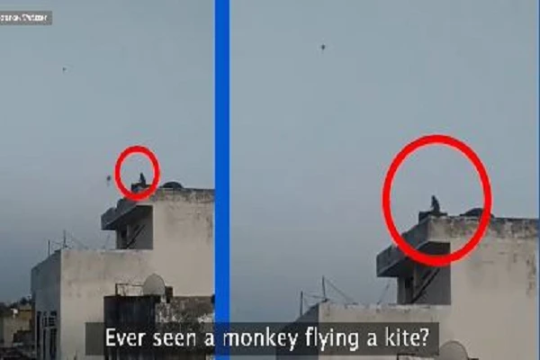Video: Hoảng hồn nhìn thấy khỉ khổng lồ thả diều trên sân thượng tòa nhà