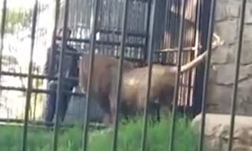 Video: Suýt mất cánh tay vì cả gan thò tay vào chuồng sư tử
