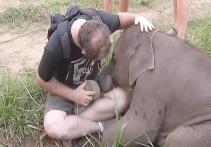 Video: Chú voi con thích được con người âu yếm