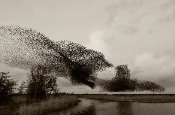 Hàng triệu con sáo đá di chuyển tạo nên hiện tượng thiên nhiên đẹp mắt