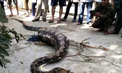 Thái Lan: Hoảng sợ phát hiện trăn dài bằng 2 tầng nhà nấp trong toilet