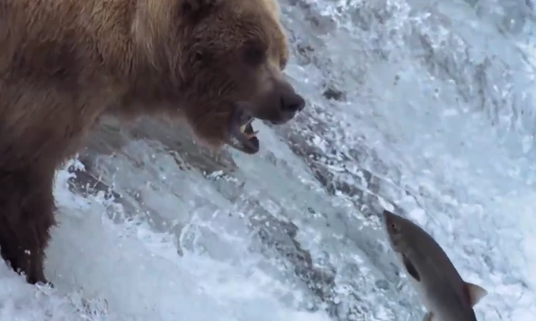 Video: Đại tiệc thịt cá hồi thịnh soạn của bầy gấu xám Bắc Mỹ