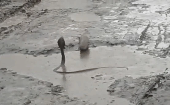 Video: Cầy Mangut quần chiến kịch tính với hổ mang dưới vũng bùn