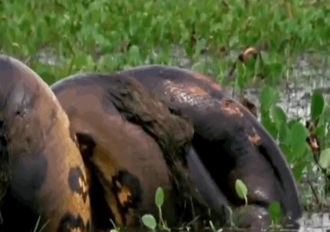 Video: Kinh hãi cảnh trăn Anaconda giết chết chuột khổng lồ