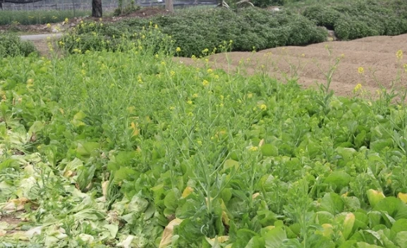 Hà Nội: Rau xanh rẻ như bèo, nông dân bỏ đầy đồng làm phân bón