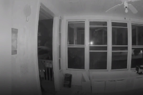 Video: Gấu biết mở cửa đột nhập vào nhà dân để ăn pizza