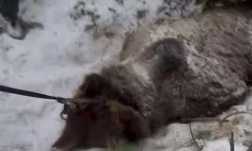 Video thống đốc Nga bắn chết gấu ngủ đông gây phẫn nộ