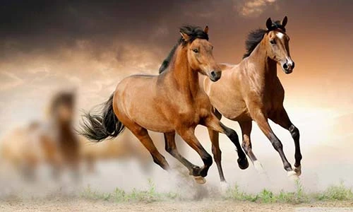 3 con giáp có tài vận lao đao, tình duyên lận đận trong tháng 9