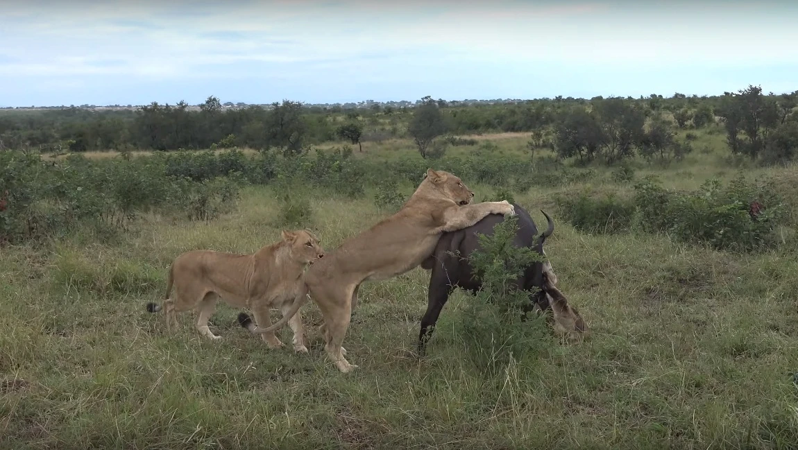 Video: Trâu rừng kêu lớn cầu cứu khi bị đàn sư tử vây quanh