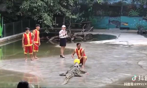 Video: Không sợ cá sấu nguy hiểm chỉ sợ đồng đội "ăn hại"