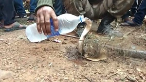 Video: Rắn hổ mang "thành tinh", đòi uống nước sau 4 ngày mắc kẹt