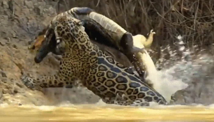 Video: Báo đốm phi thân xuống sông tóm gọn cá sấu