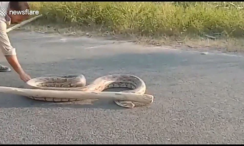Video: Bắt trăn khổng lồ hung dữ đang bò vào khu đân cư