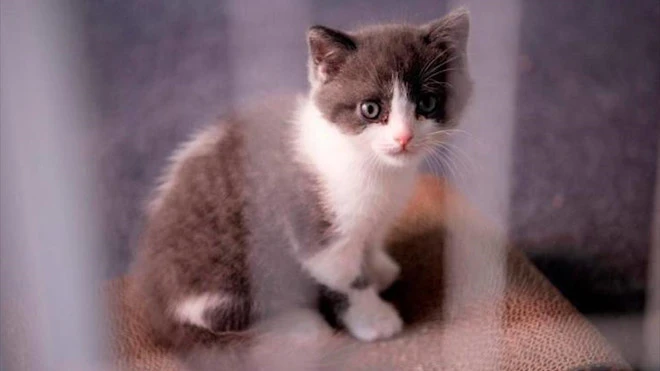 Video: Chi 35.000 USD để nhân bản chú mèo đã chết 7 tháng trước ở TQ