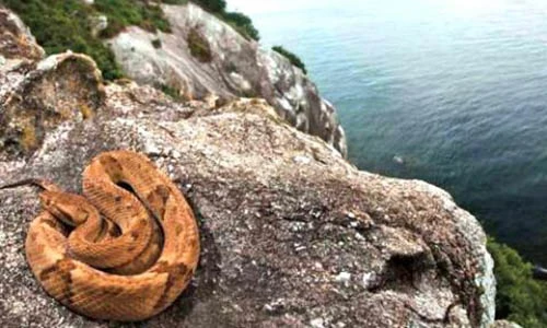 Video: Hòn đảo có 400.000 rắn nọc cực độc phá hủy cơ thể người