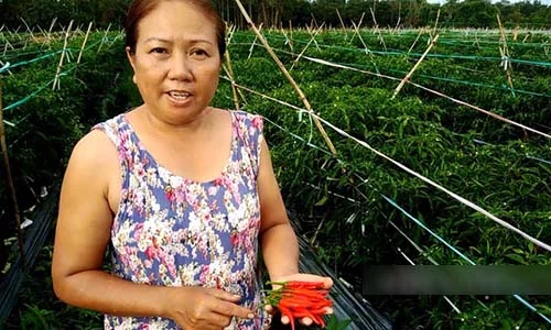 Cận cảnh: Vườn ớt công nghệ cao trĩu quả nhiều hơn lá