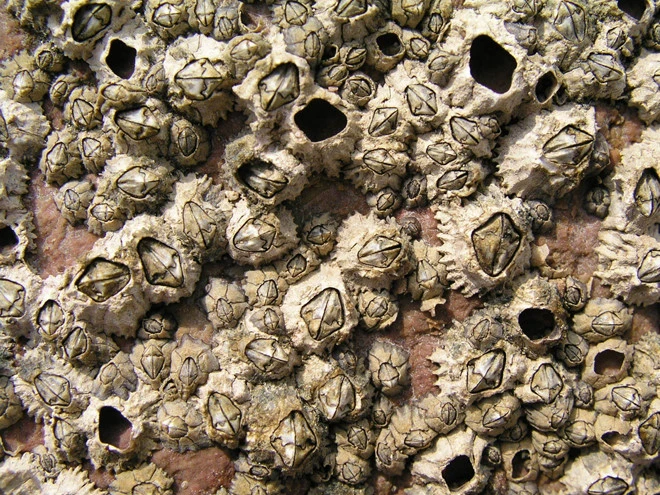 Video: Món ngon từ con hà có vẻ ngoài kỳ dị