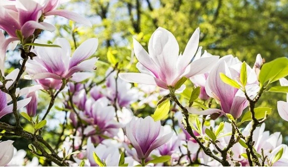 Ngay đầu tháng 10/2021: 4 con giáp thoát nghèo, hưởng đời vương giả