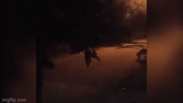 Xem lai camera an ninh, chu nha phat hoang thay sinh vat la xuat hien