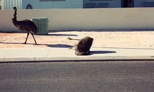 Video: Pha ngã "sấp mặt" của chú đà điểu khi đang chạy tốc độ cao