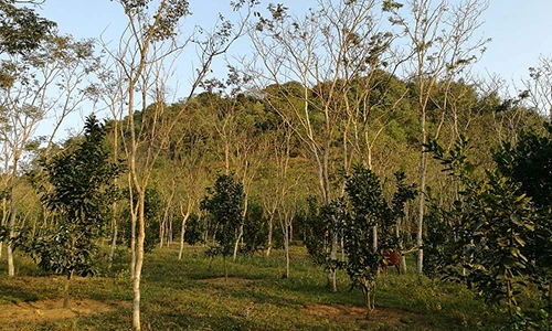 Video: “Kho báu” ngàn tỷ, vạn người mê của lão nông xứ Tuyên