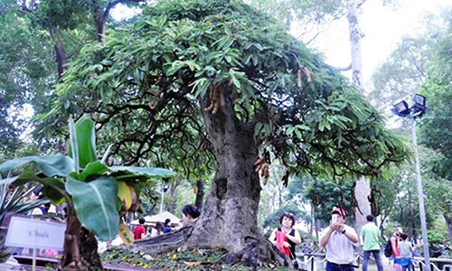 Ngắm những cây cảnh đáng giá cả gia tài