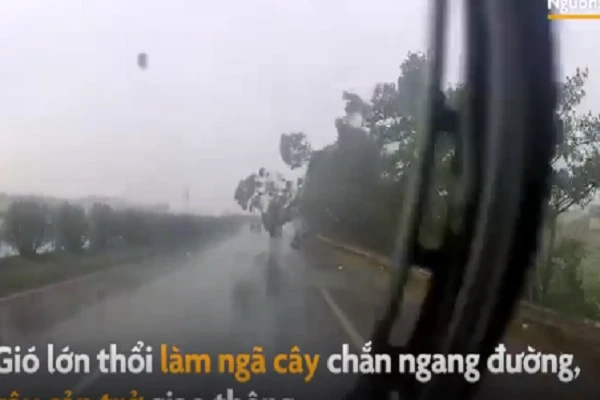 Video: Phản ứng nhanh như cắt, tài xế tránh cây đổ giữa quốc lộ 