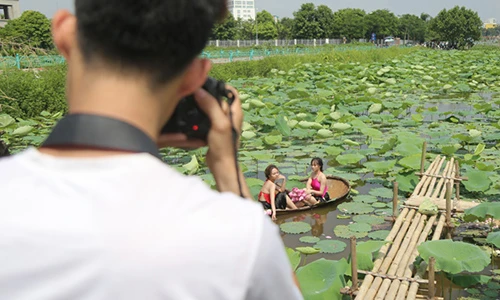 Thiếu nữ đánh đổi làn da trắng, lội hồ sen chụp ảnh dưới nắng
