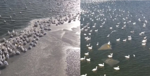 Video: Hàng nghìn thiên nga trắng cùng xuất hiện ở biển Caspi