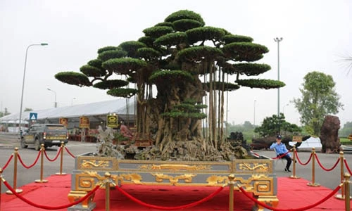 Chiêm ngưỡng tuyệt tác siêu cây "Đại thế vân tùng" dát vàng 15 tỷ