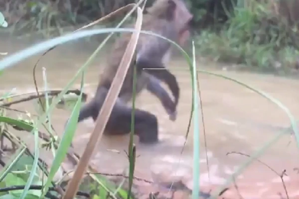 Video: Hai cậu bé lao xuống đầm cứu khỉ con khỏi hàm trăn khủng