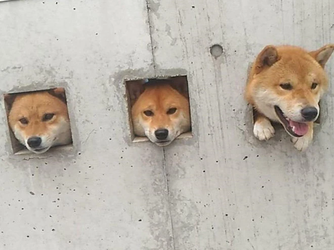 Video: 3 con chó Shiba Inu thò đầu ra lỗ hút khách ghé thăm