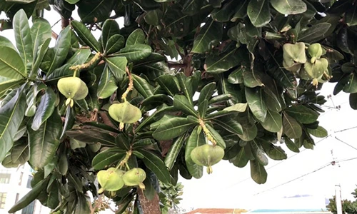 Video: Tuyệt kỹ ươm bàng vuông thu lời cả trăm triệu trên đảo Lý Sơn